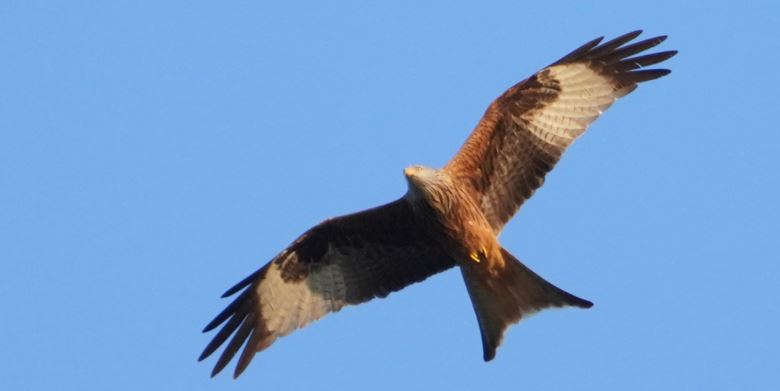 Roter Milan Gabelweihe 2 - Krafttier