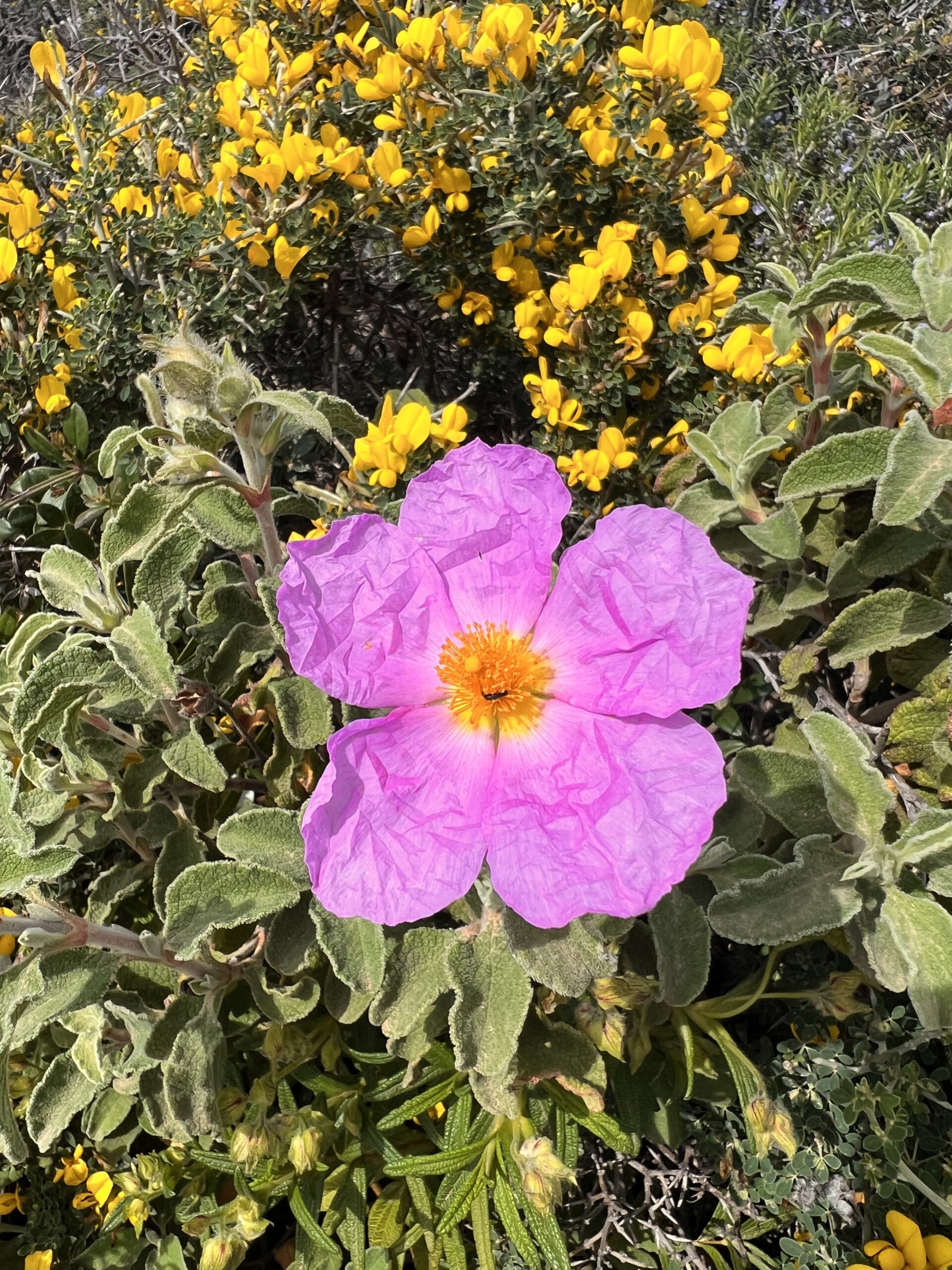 Integrationsarbeit von Seelenanteilen - Soul Explorer